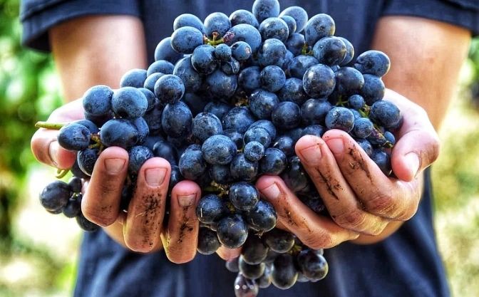 Sustainable Sips: How Italian Winemakers Are Protecting Terroir