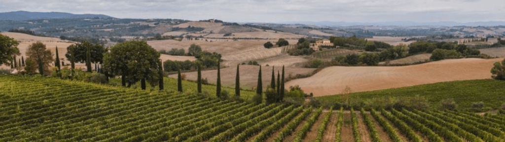 A panoramic view of lush vineyards in a picturesque Italian landscape, featuring rolling hills and cypress trees under a cloudy sky.