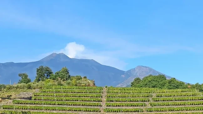 Vineyard terraces in the foreground with a mountain backdrop and clear blue sky.